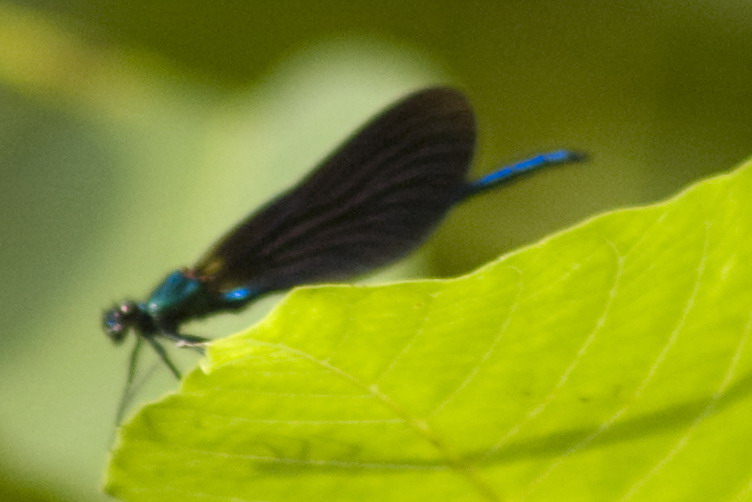 Molte di queste!! - Calopteryx virgo (maschio e femmina)